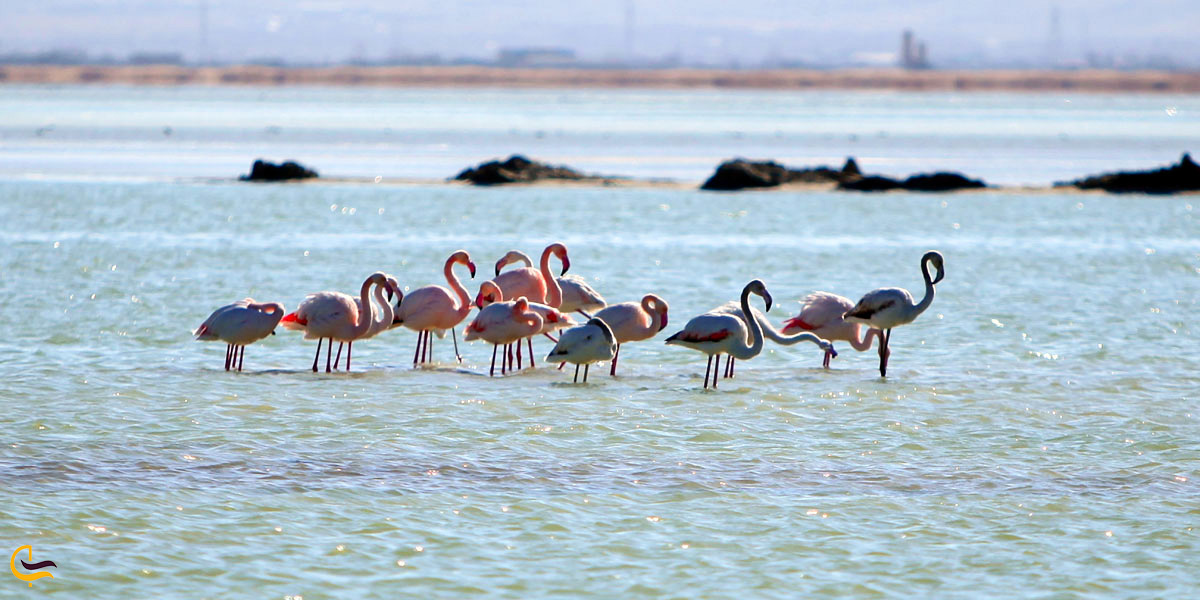 تصویر تالاب کرخورد همدان