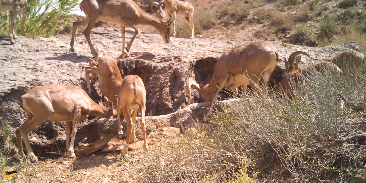 تصویر زیستگاه توران سمنان