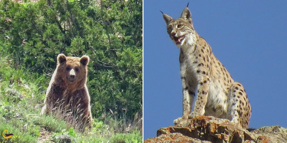تصویری از حیوانات طبیعت زنجان
