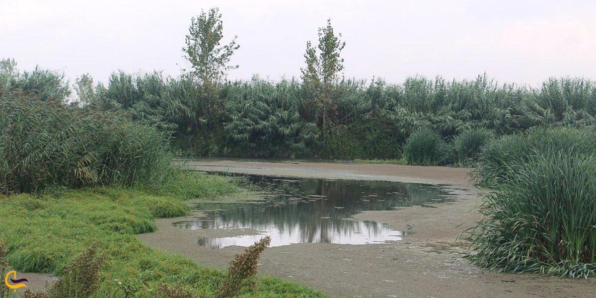 تصویر تالاب عینک رشت