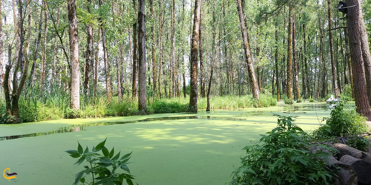 تصویر مرداب سراوان