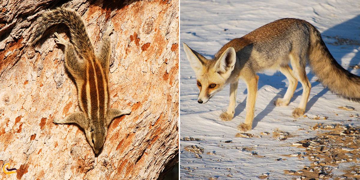تصویری از حیوانات منطقه حفاظت ‌شده کوه پوزک