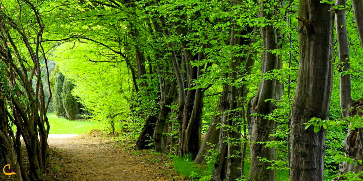 تصویری از درختان زیبای جنگل‌های شمال