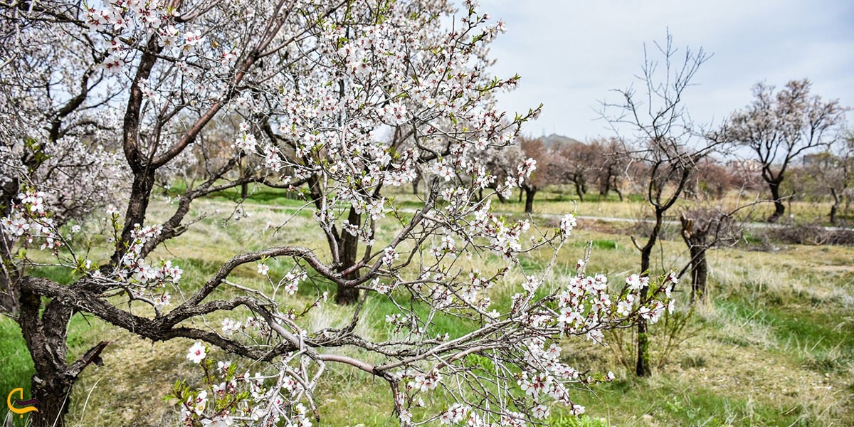 طبیعت زیبای شهر اراک