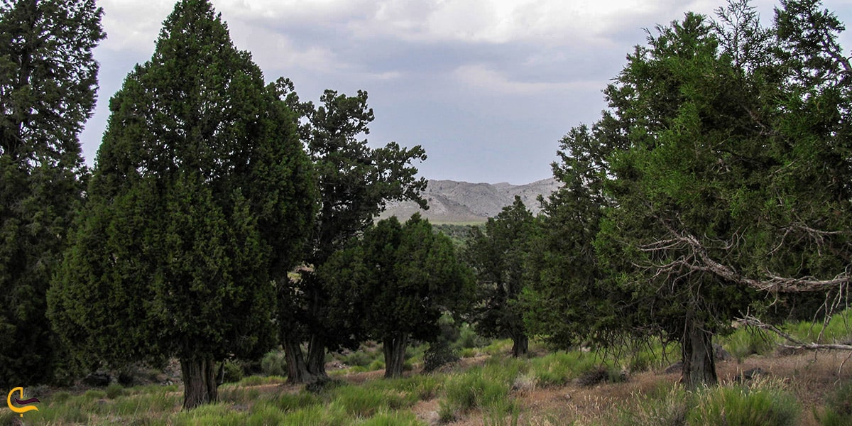 طبیعت زیبای شهر کرمان