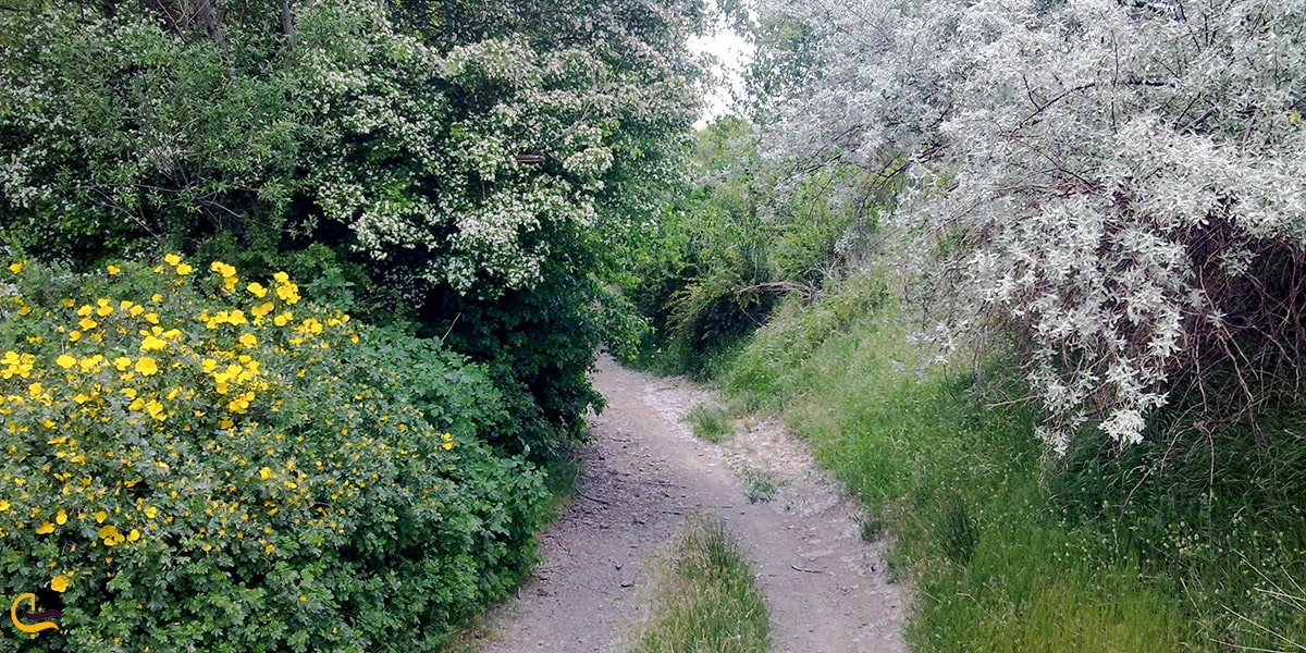 طبیعت زیبای ملایر