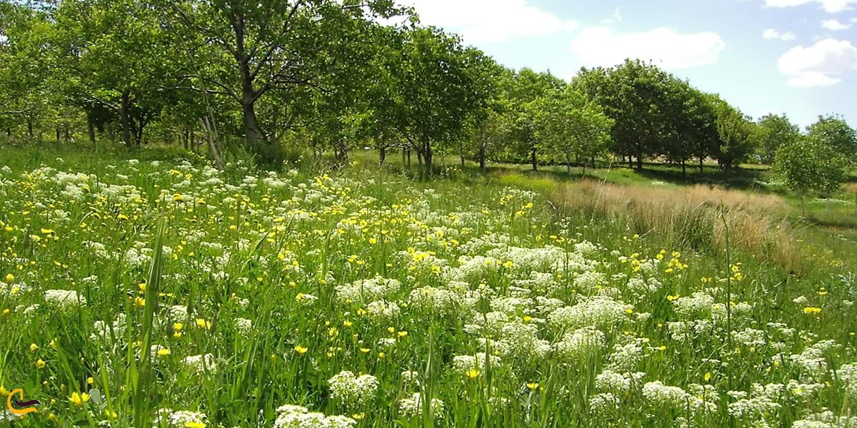 دشت های زیبای بلورد سیرجان