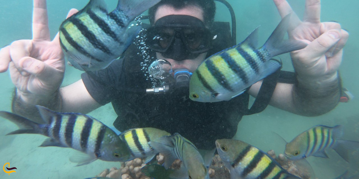 بهترین زمان غواصی در جزیره ی کیش