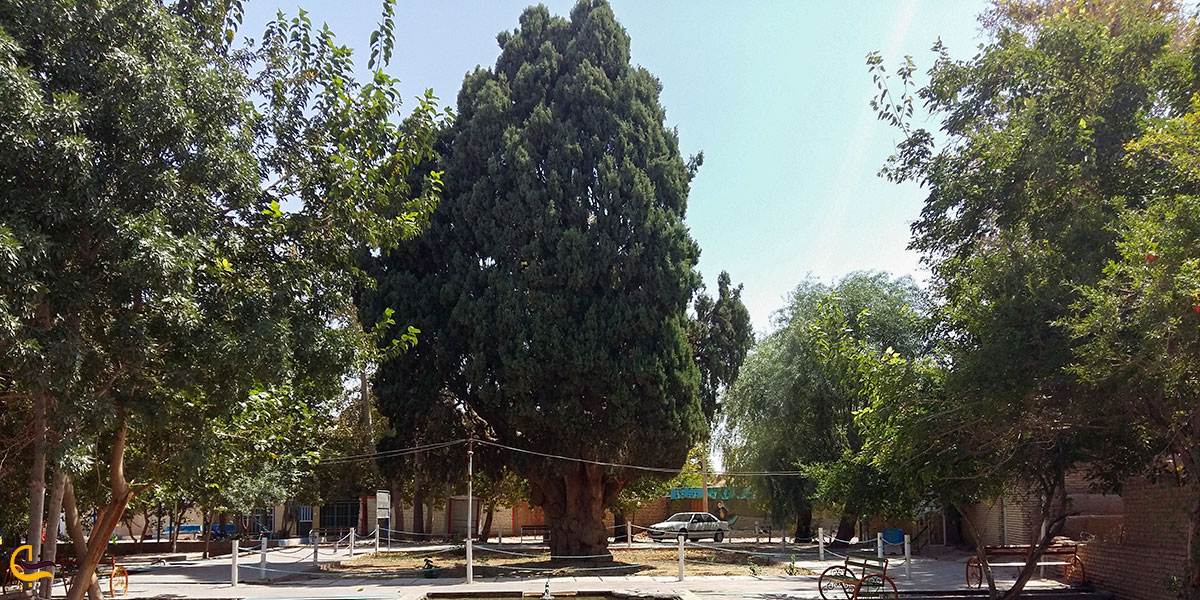 تصویری از سرو کهنسال نطنز‌‌