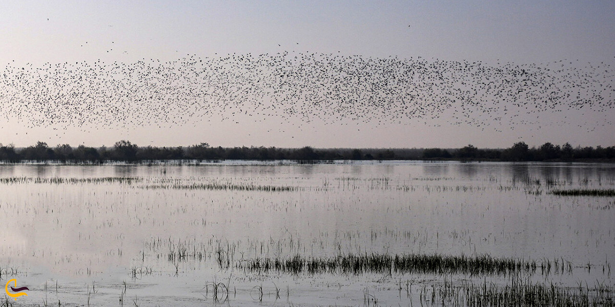 صحنه‌ای تماشایی برای عکاسی از زیبایی های تالاب