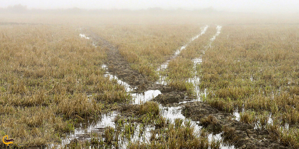 تصویری از تالاب بامدژ و راه‌آب‌ها آن