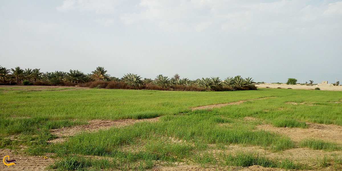 تصویری از پوشش گیاهی تالاب هله