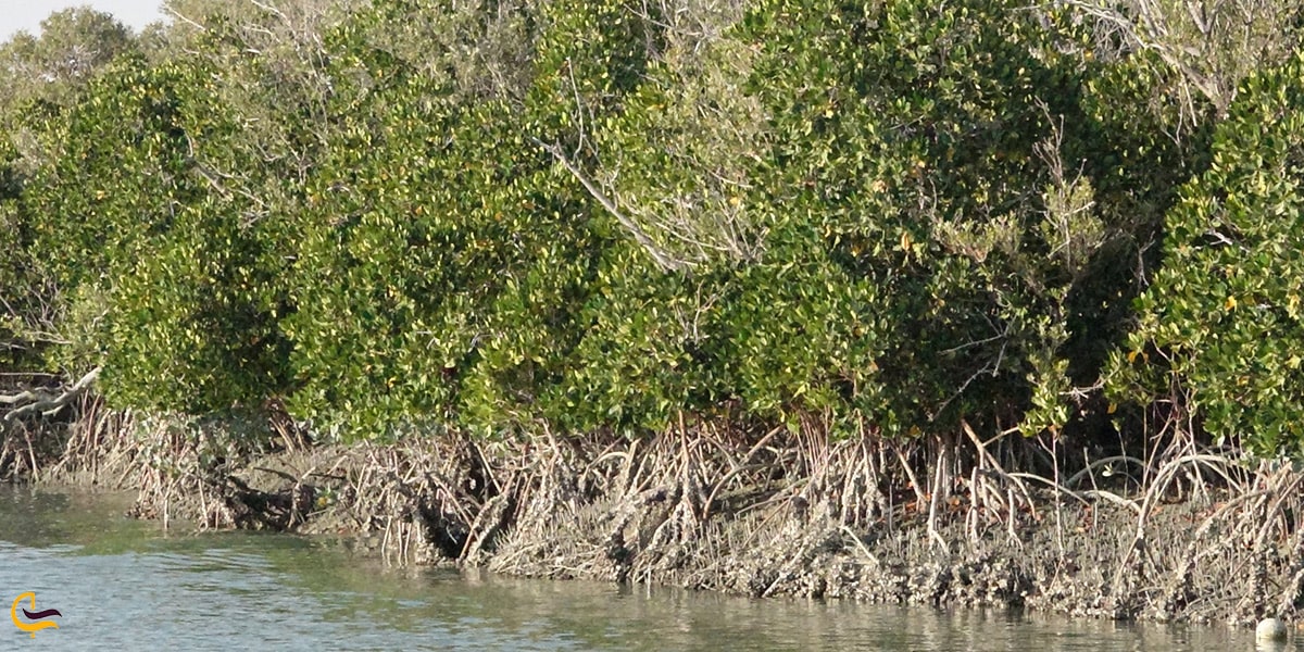 بازدید از جنگل حرا هرمز