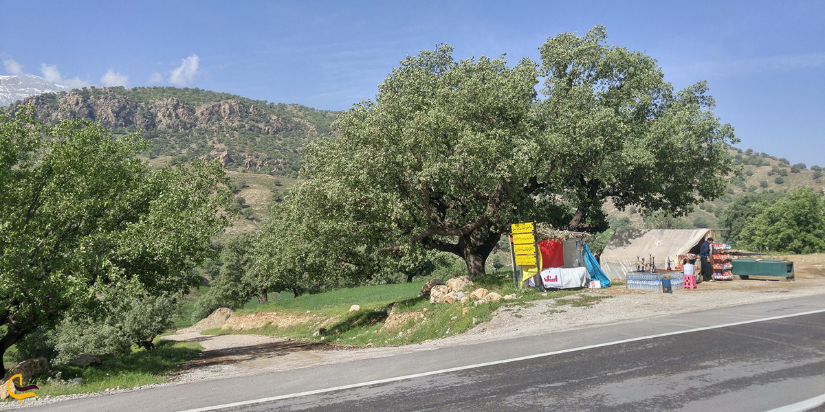 بازدید از منطقه حفاظت شده کوه خامین گچساران