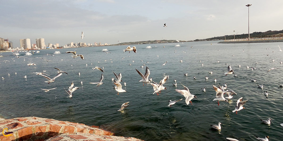 تصویری از پرندگان دریاچه چیتگر