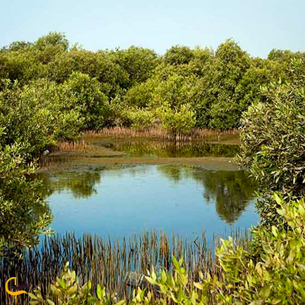 تصویری از پارک ملی عسلویه