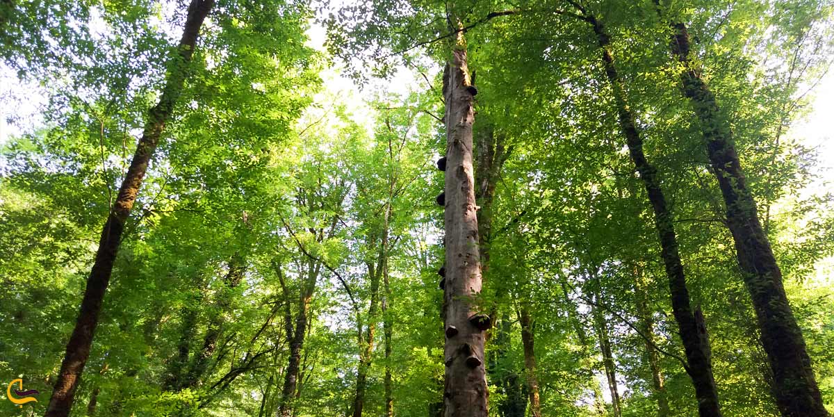 تصویری از جنگل های سرسبز بندپی استان مازندران