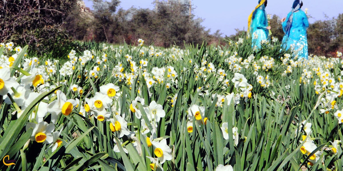 تصویر زیبا از نرگس زار های کازرون