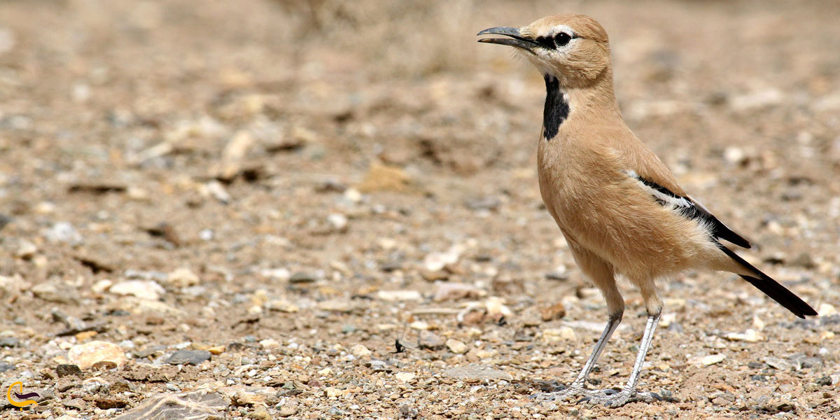 نمایی ازگونه‌های پرندگان منطقه حفاظت شده سالوک