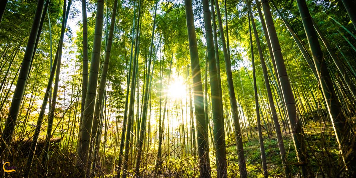 نمایی از جنگل سیاه خانی