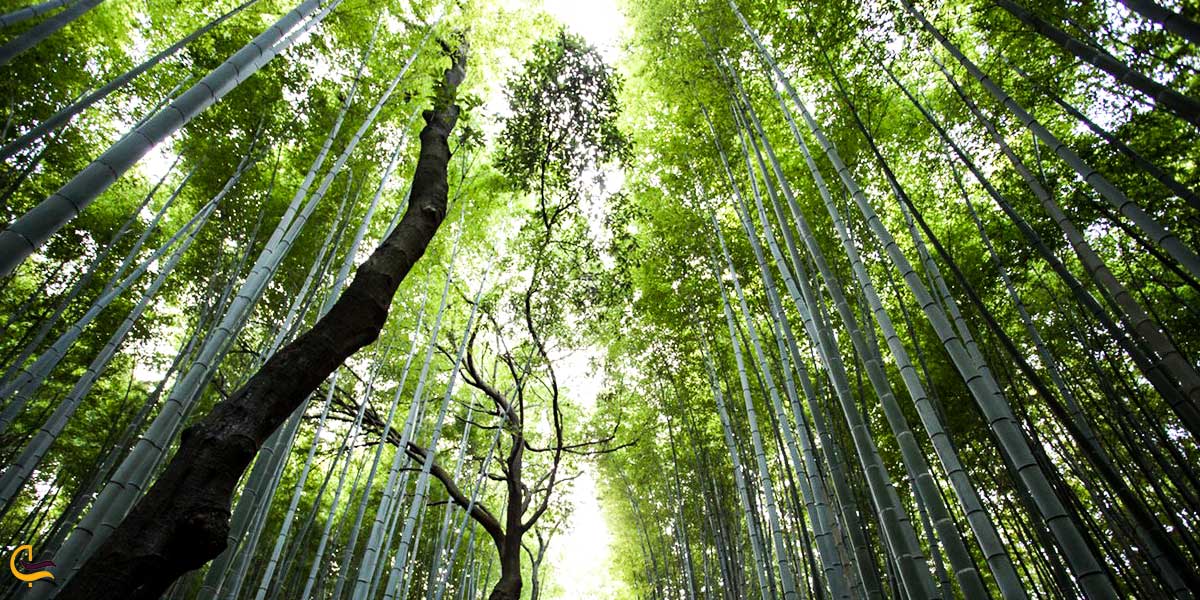 تصویری از شاخه های درختان جنگل سیاه خانی