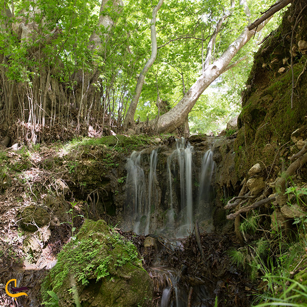 تصویر از نمای نزدیک آبشار زرد لیمه