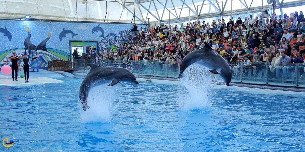 نمایی از پارک دلفین ها کیش