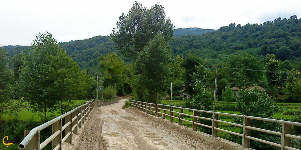 همه چیز درباره ی جنگل هزار جریب