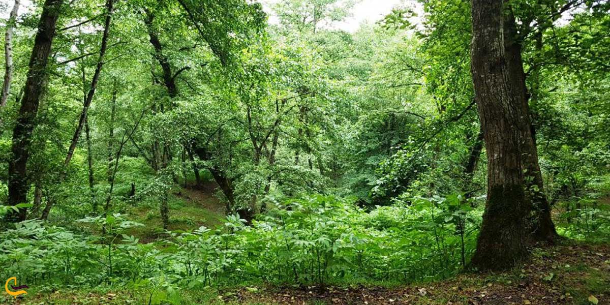 تصویری از روستای نارنجلو 