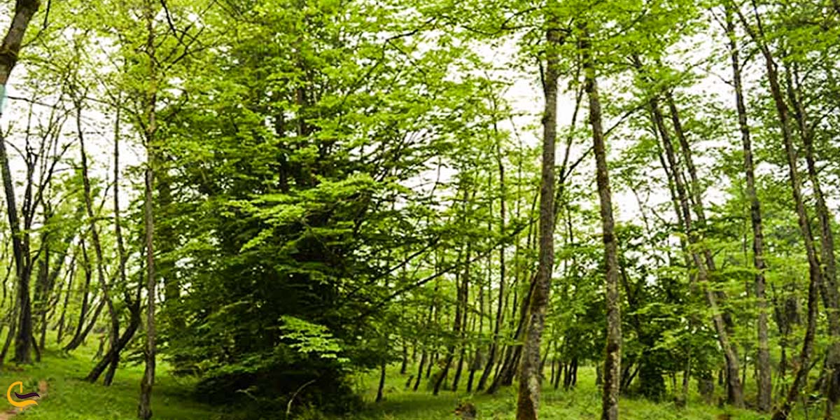 تصویری از جنگل نارنجلو در استان مازندران