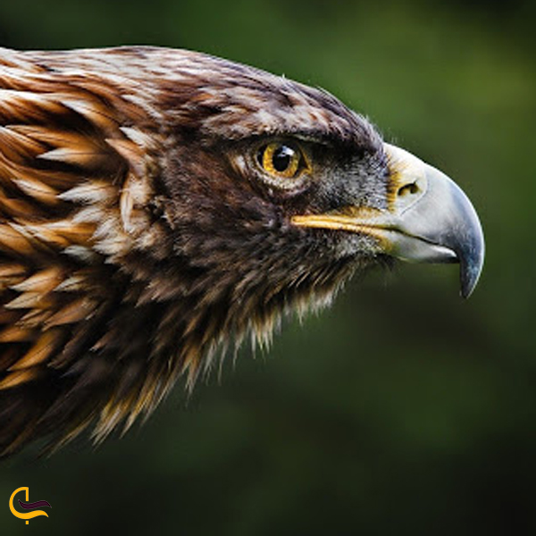 تصویری از پرنده عقاب طلایی در طبیعت خلخال