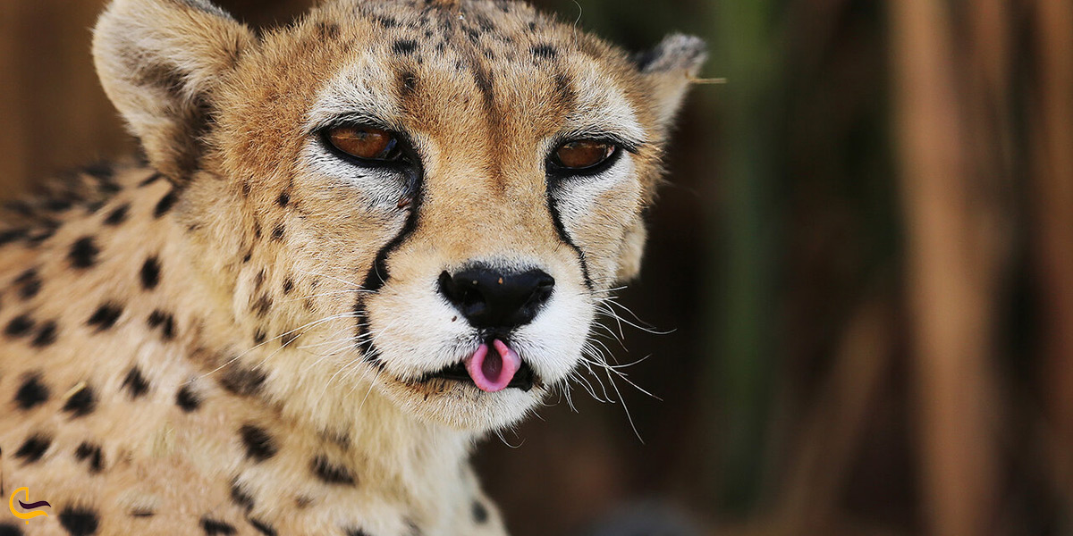 محل زندگی یوزپلنگ ایرانی در طبس