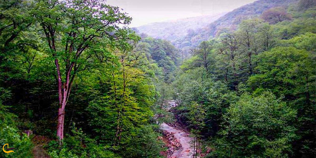 نمایی از جنگل‌های هیرکانی