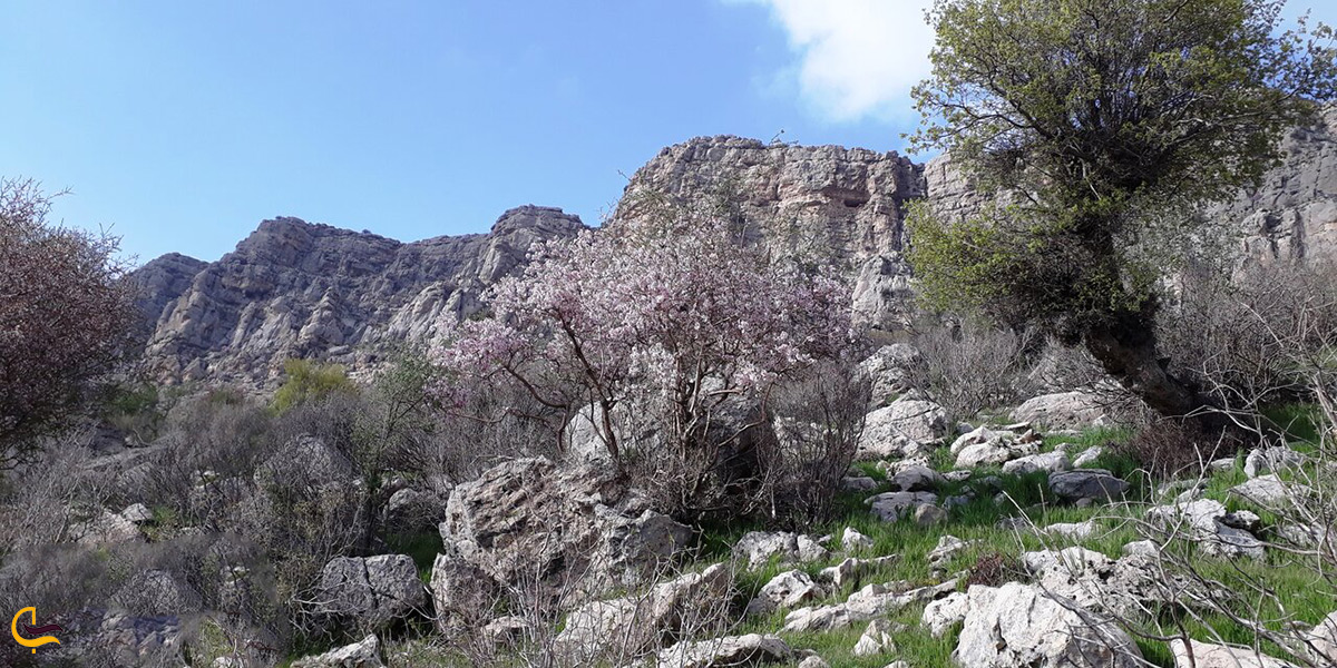 تصویر منطقه حفاظت شده ی مانشت ایلام