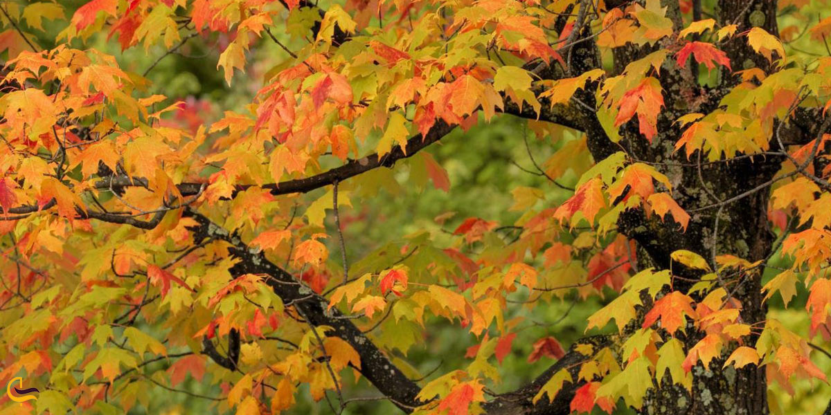 تصویری از برگ های رنگارنگ درخت آهن مازندران آ
