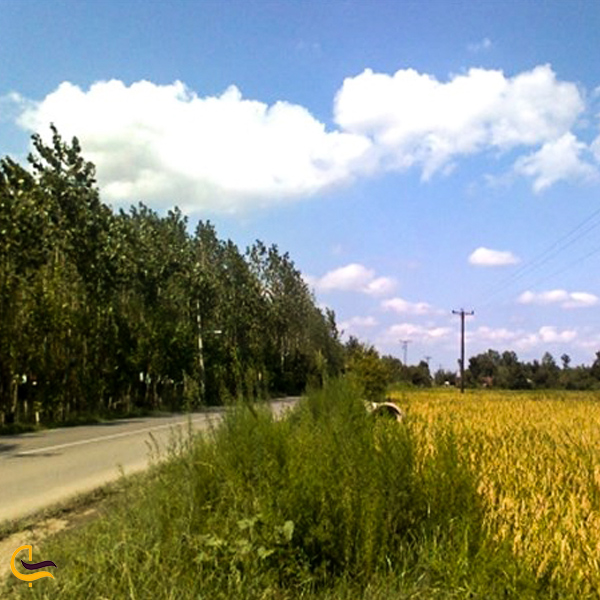 تصویری از جاده بکر و سرسبز روستای خشکنودهان