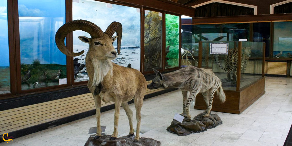 نمایی ازموزه علوم زمین