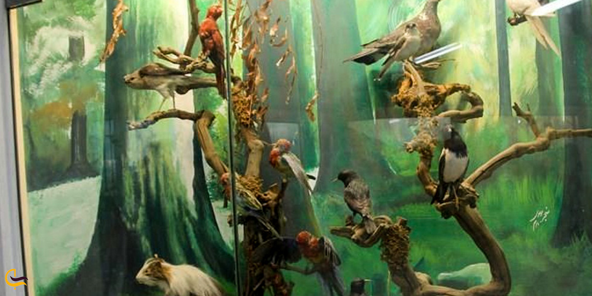 تصویری از پرندگان در موزه حیات وحش وکیل آباد مشهد