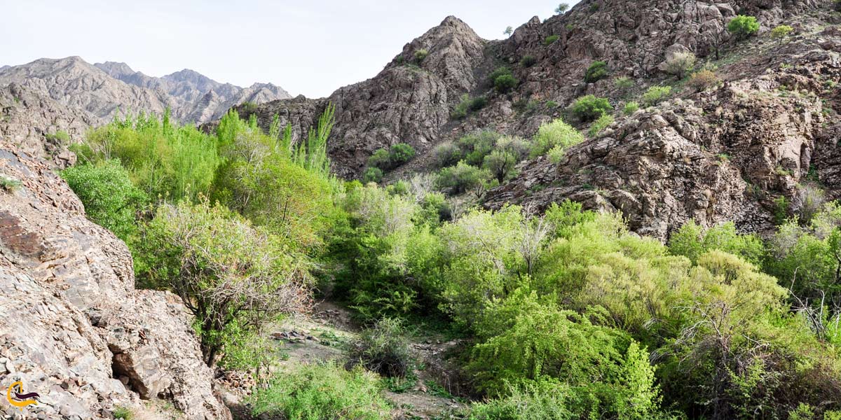 تصویری از طبیعت سرسبز کاشمر