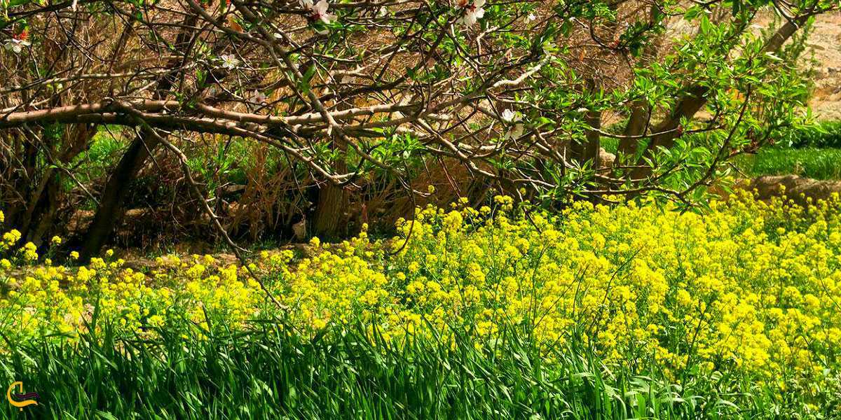 نمایی از طبیعت بیرجند