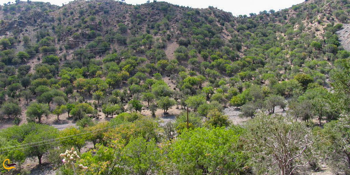 نمایی از طبیعت رفسنجان