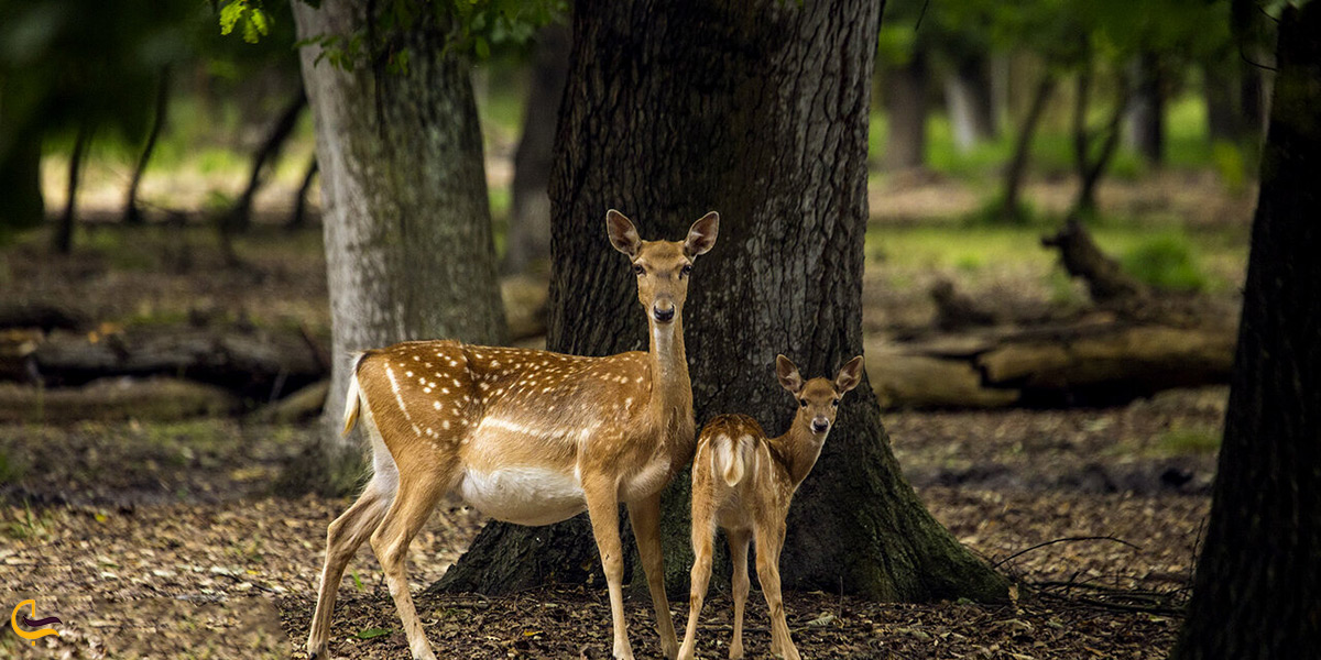 گوزن زرد ایرانی پوشش جانوری کازرون