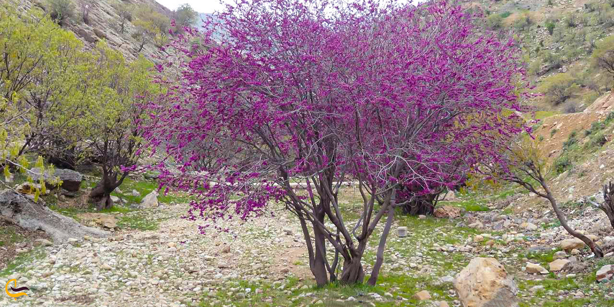 تصویر دره ارغوان ایلام