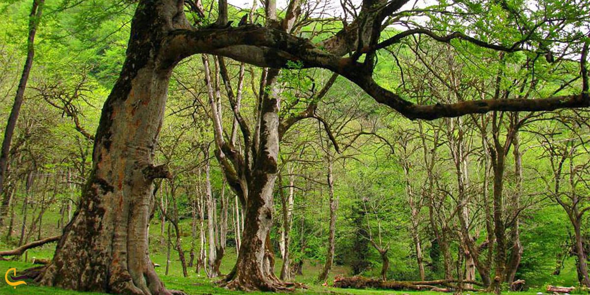 نمایی از جنگل شیرگاه سوادکوه