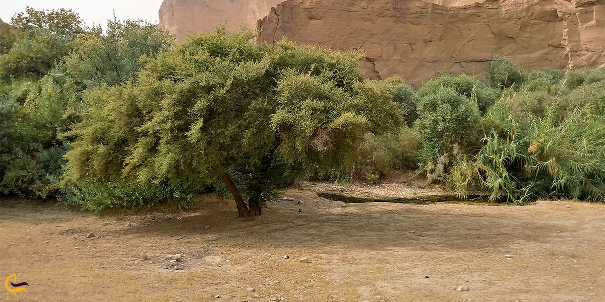 نمایی از درختچه های روستا و دره دیونی دزفول