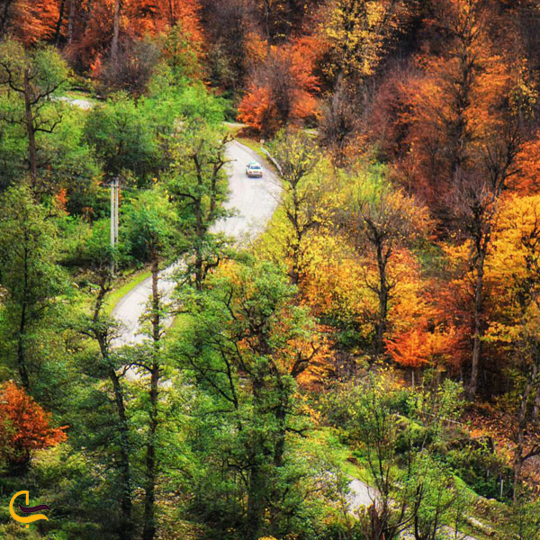 نمایی از جاده جنگلی سرسبز روستای سیاهرود مازندران