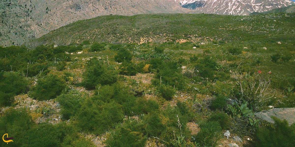 نمایی ازپوشش گیاهی منطقه حفاظت شده سالوک