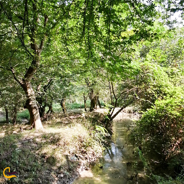تصویری از طبیعت بکر روستای بلیران