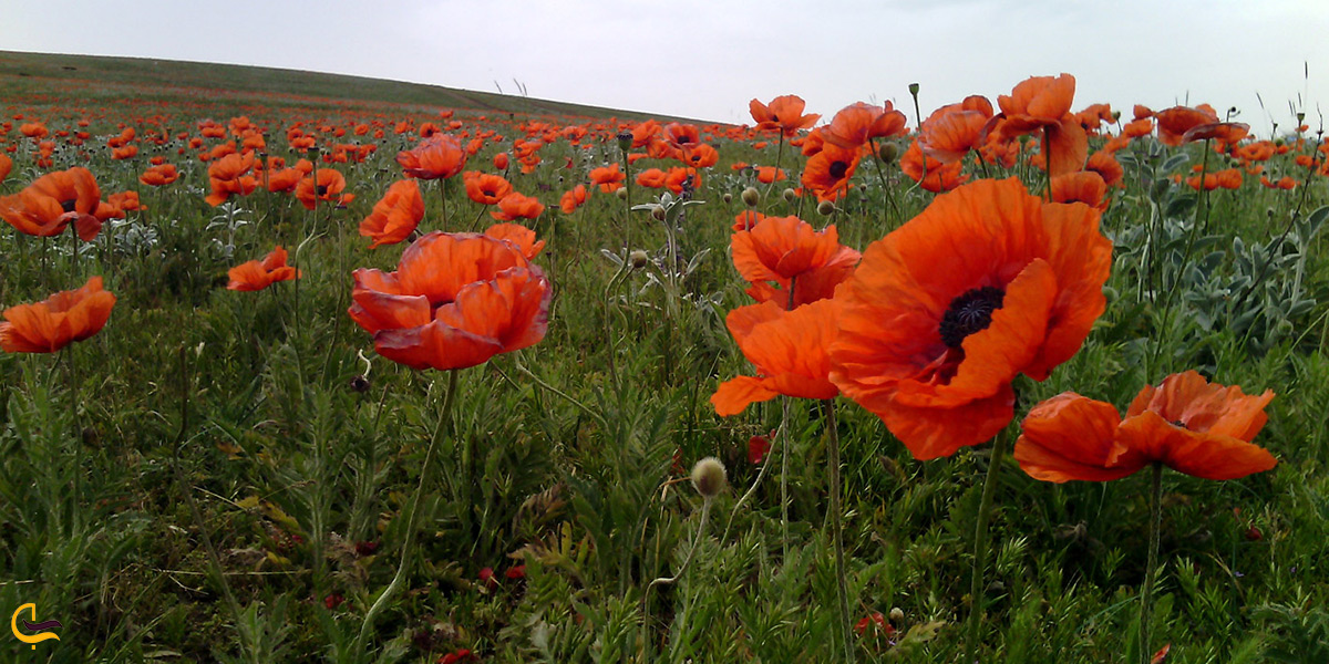 بازدید از دشت شقایق ها در شهریار