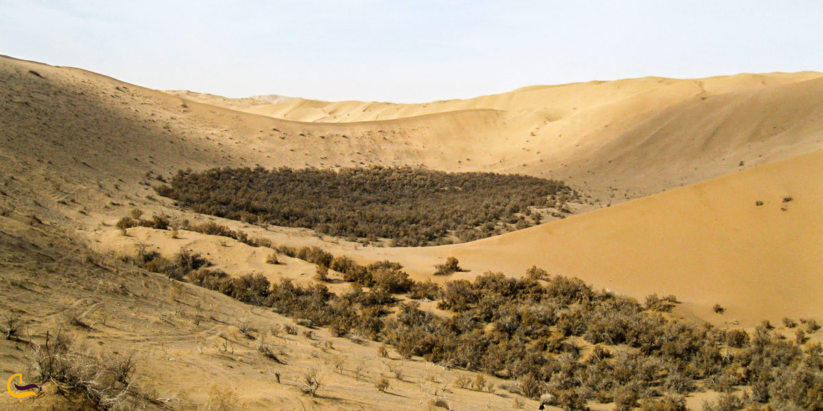 تصویری از درختان تاغ در کویر ریگ جن سمنان